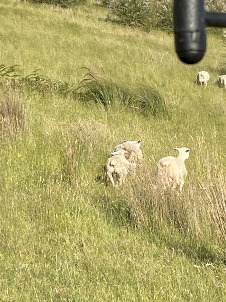 250-300 x Dorper Ewes and Lambs