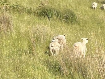 250-300 x Dorper Ewes and Lambs