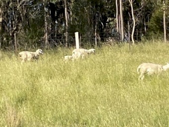 250-300 x Dorper Ewes and Lambs