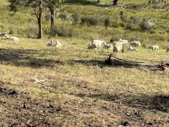 250-300 x Dorper Ewes and Lambs