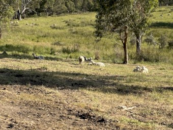 250-300 x Dorper Ewes and Lambs