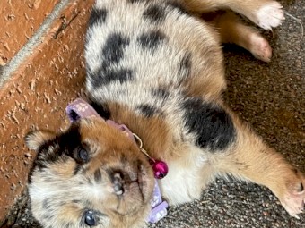 Kelpie x koolie 