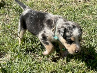 Kelpie x koolie 