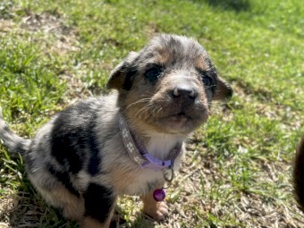 Kelpie x koolie 