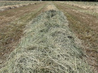 500mt Rye Grass & Clover Hay 8x4x3 Bales