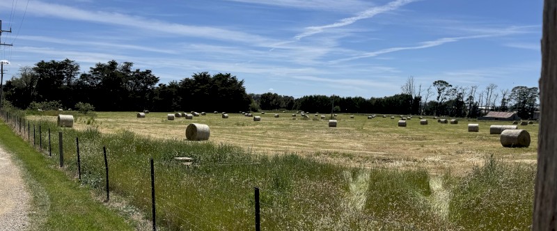 Improved pasture round bales