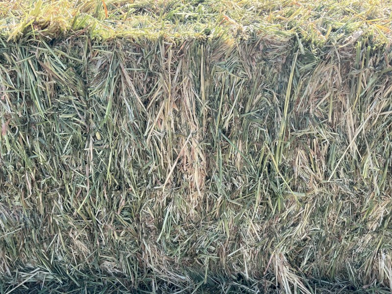 34mt Barley Hay 8x4x3 Bales