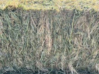 34mt Barley Hay 8x4x3 Bales