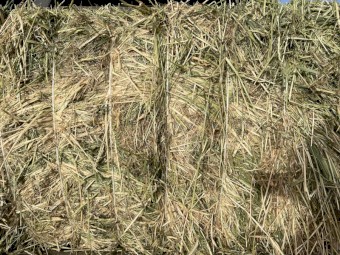 34mt Barley Hay 8x4x3 Bales
