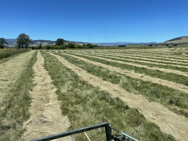 VNS Summer Active (Continental) Fescue