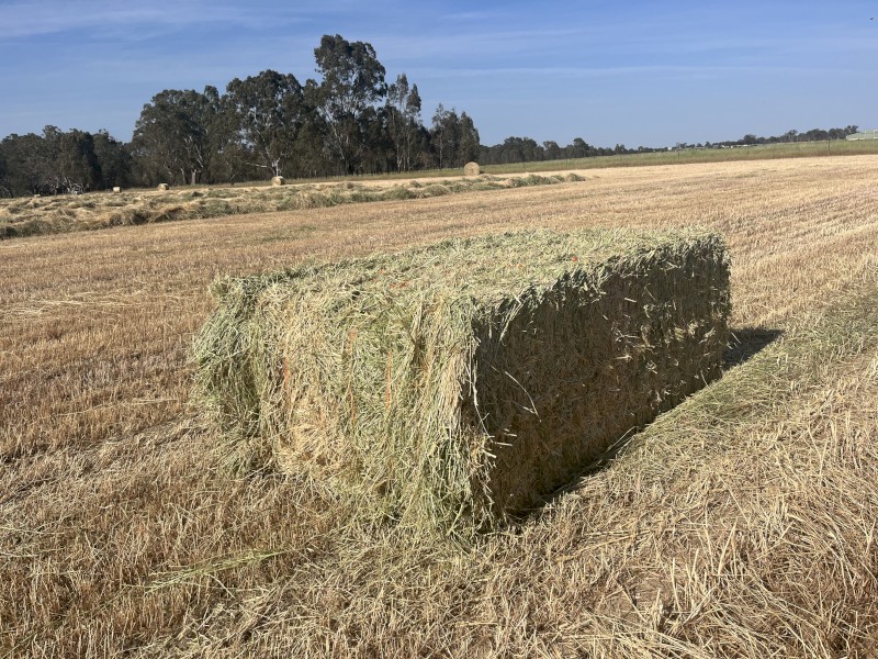Wheaten Rye 2023
