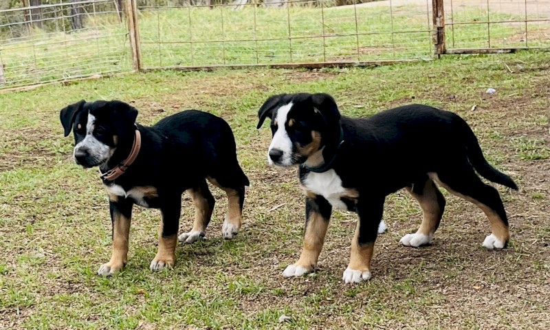 Kelpie pups