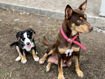 Kelpie pups