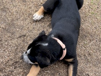 Kelpie pups
