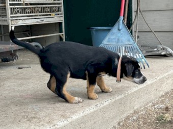 Kelpie pups