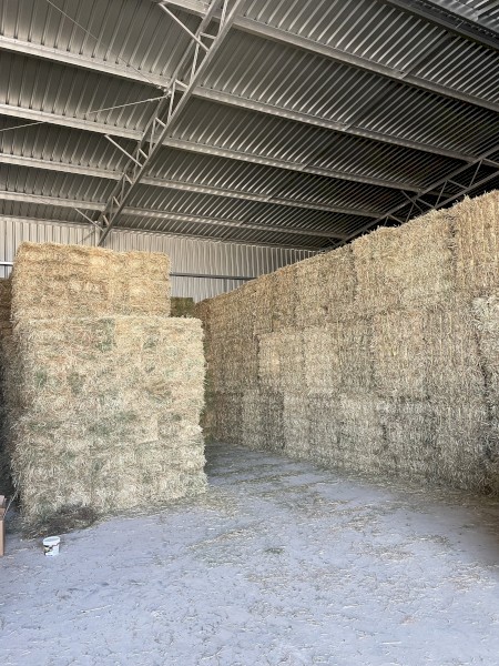 Sub clover hay