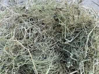 Sub clover hay