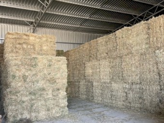 Sub clover hay