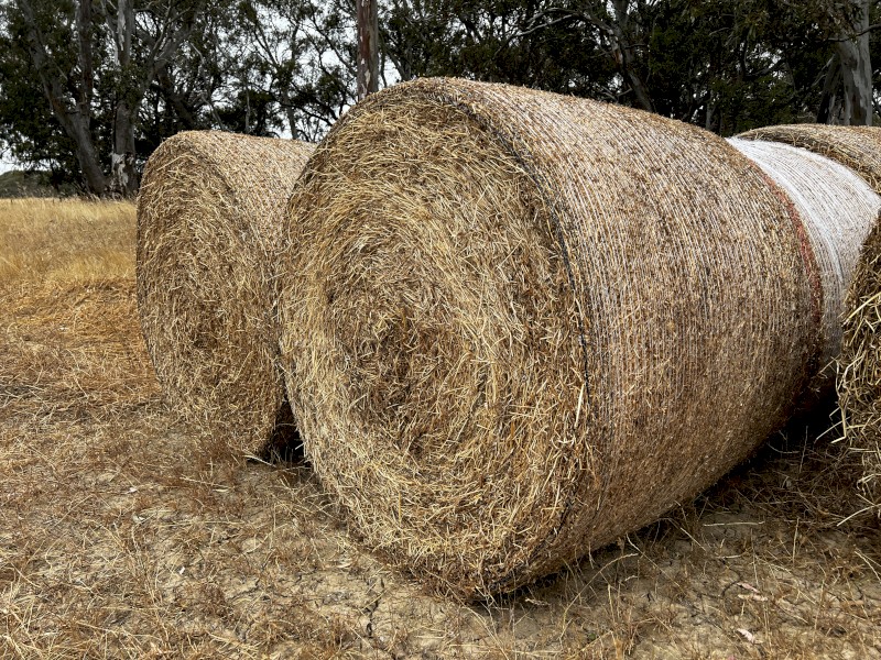 Vetch Hay