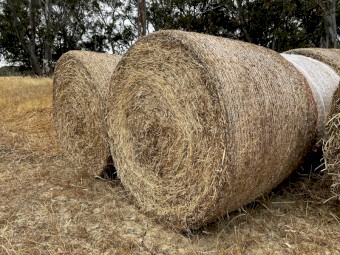 Vetch Hay