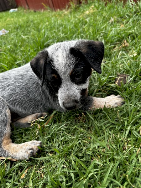 Purebred Cattle Puppy