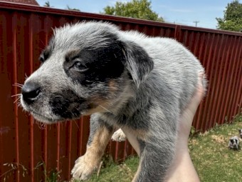 Purebred Cattle Puppy