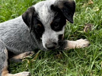 Purebred Cattle Puppy