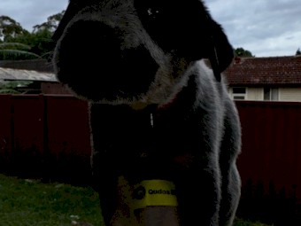 Purebred Cattle Puppy