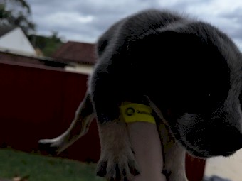 Purebred Cattle Puppy