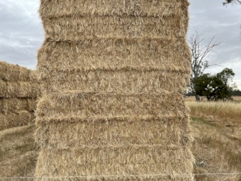 200mt Rye Clover Hay 530kg 8x4x3 Bales