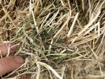 200mt Rye Clover Hay 530kg 8x4x3 Bales