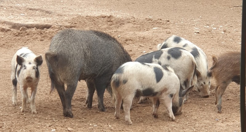 Australian mini pigs 