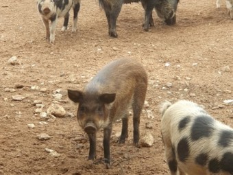 Australian mini pigs 