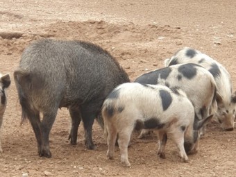 Australian mini pigs 