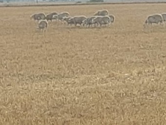 40 Aussie White Ewe Lambs