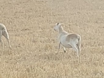 40 Aussie White Ewe Lambs