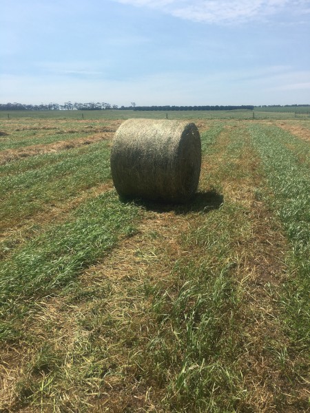 200mt Clover/Oaten Hay 5x4 Round Bales