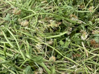 200mt Clover/Oaten Hay 5x4 Round Bales