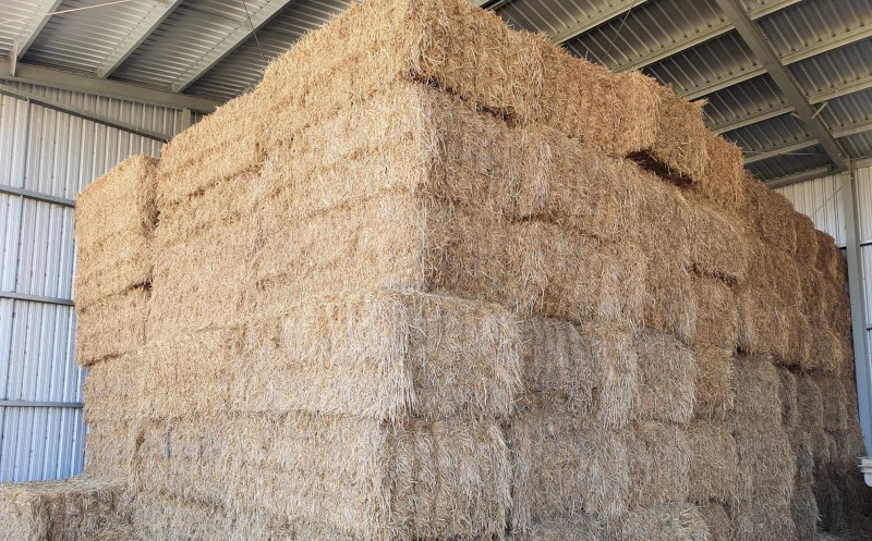100mt Barley Lucerne Hay 8x4x3 Bales