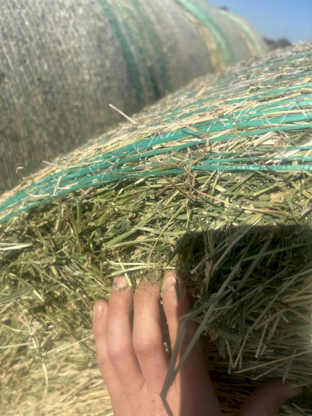 30 x Lucerne Hay 5X4 Rolls