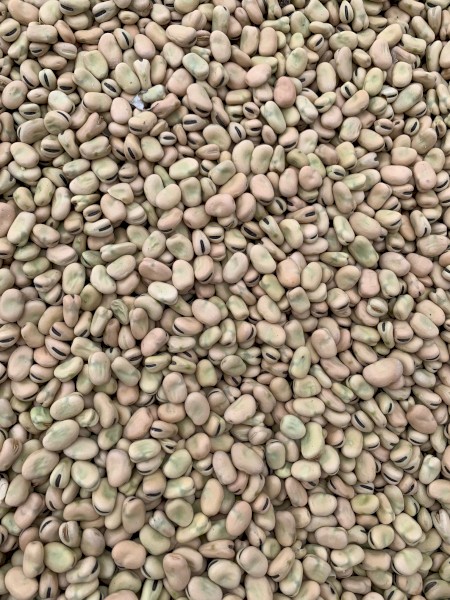 Faba Beans 2023 Harvest No. 1 Quality