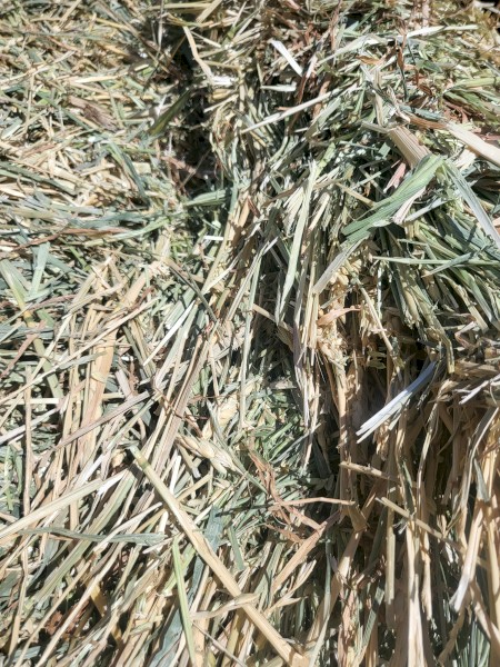 Awnless wheaten and rye hay 2023 season