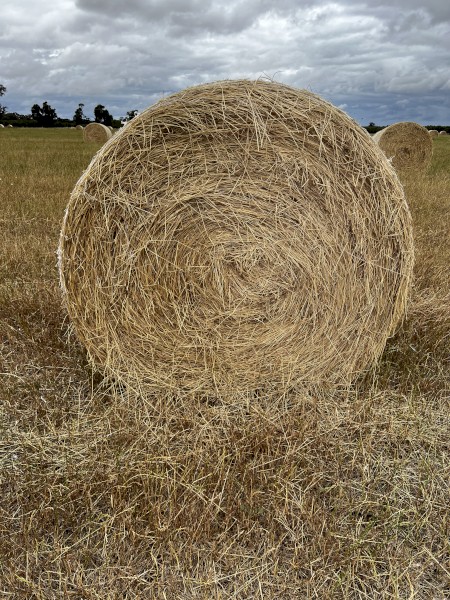 150 x Rye Grass Hay 4x4 Rolls