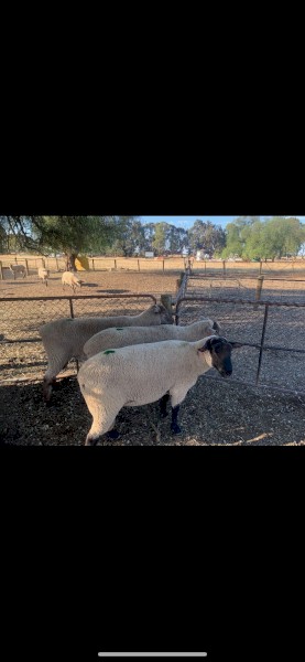 South Suffolk Rams