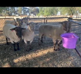South Suffolk Rams