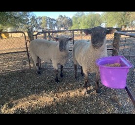 South Suffolk Rams
