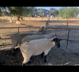 South Suffolk Rams
