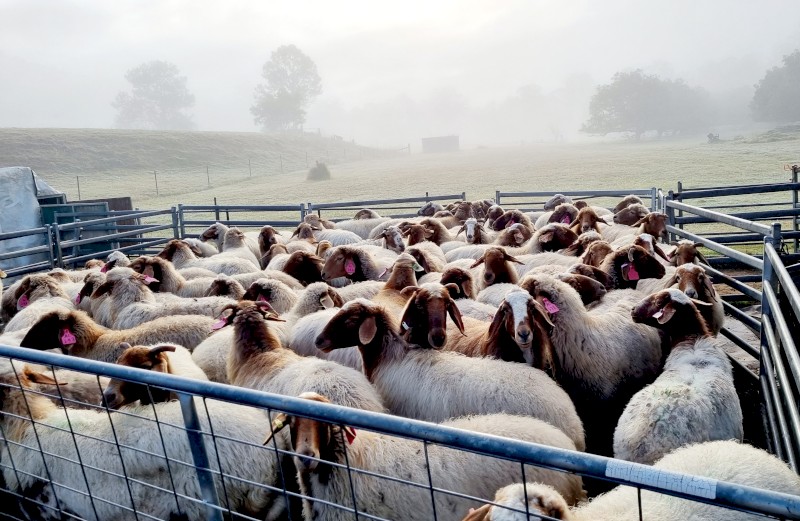 Awassi Ewes and Lambs - part flock dispersal