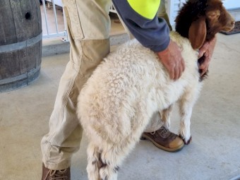 Awassi Ewes and Lambs - part flock dispersal