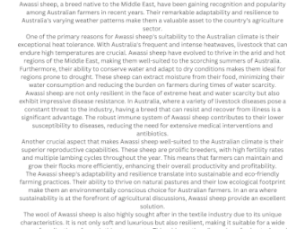 Awassi Ewes and Lambs - part flock dispersal